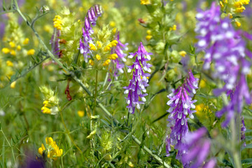 Wildflowers in the field closeup. Floral background.