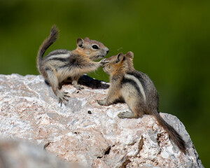 Two baby Golden-mantled Ground Squirrels playing.