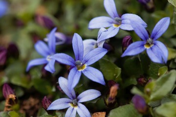 Blue Star Flower, Isotoma fluviatilis
