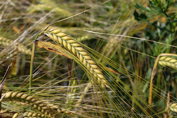 Field of barley in a summer day