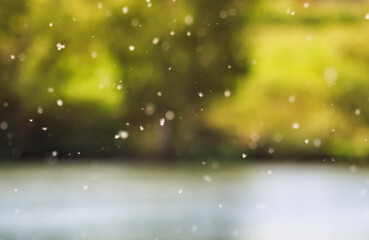 natural background with fluffy white fluff from tree branches falling from the wind and whirling...