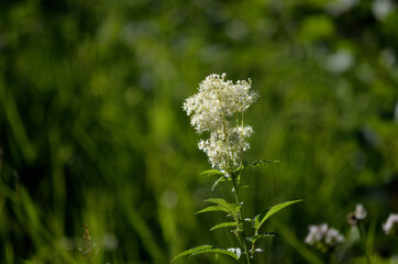 beautiful white wildflower in green summer nature