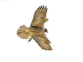 Juvenile Peregrine falcon (Falco peregrinus) in flight isolated on a white background