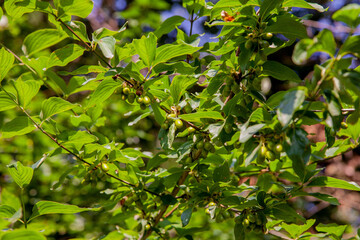 Green dogwood on the branches of a bush.Cornus mas.