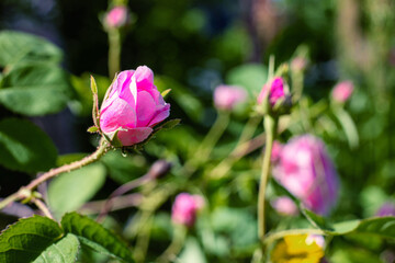 Pink blooming rosebud in the garden, background.