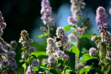 beautiful bumblebees pollinating pink flowers in summer