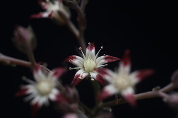 Flores de Graptopetalum filiferum
