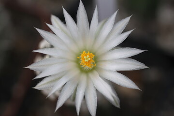 Flor de Escobaria abdita