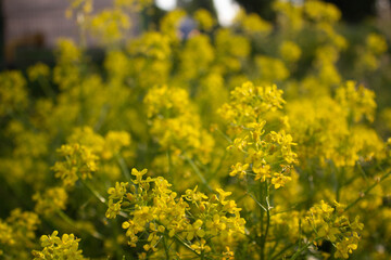 Yellow rape flowers in the summer meadow background