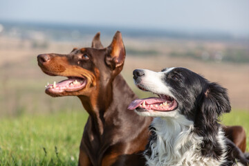 Doberman Dobermann and Border Collie dogs lie together and look one way. Portrait. Horizontal orientation.