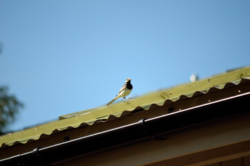 Fototapeta na wymiar beautiful grey sparrow on green roof in summer sun