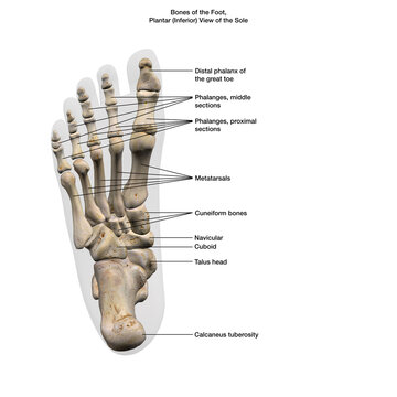 Bones of the Foot, Plantar View of the Sole Labeled Parts on White Background