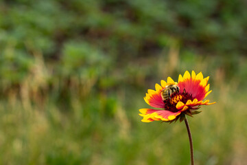 Shaggy bumblebee collects pollen on a red-yellow wildflower.