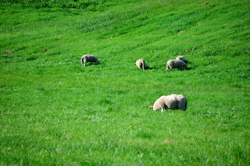Obraz premium sheep grazing on vibrant green pasture in summer sunlight