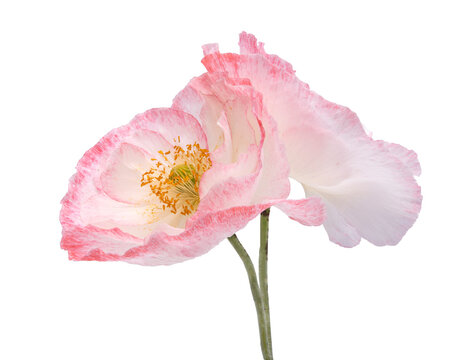 White and pink poppy flower isolated on the white