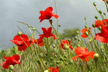 red poppy flowers,nature, flowers, poppies, spring,nature, flowers, poppies, beautiful, flora, sun, 