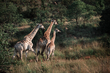 Three giraffes walk through African bush