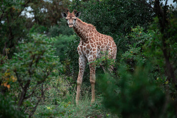 A juvenile giraffe looks carefully at the camera
