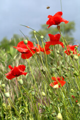 red poppy flowers,meadow, green, spring,flora, rural,countryside ,agriculture,