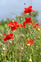 Obraz premium red poppy flowers,meadow, green, spring,flora, rural,countryside ,agriculture,