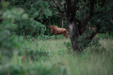 A king wildebeest looks through the trees at the camera