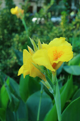 Closeup of Vibrant Yellow Canna Lily Flowers Among Green Foliage