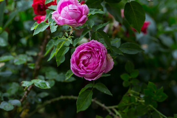 Różowa róża ogrodowa, kwiat w czasie kwitnienia - obrazy, fototapety, plakaty