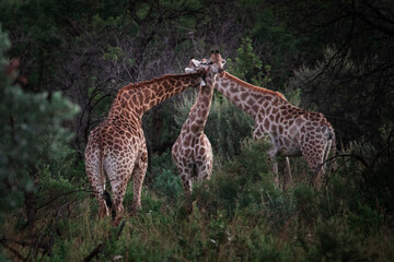 Three giraffes put their heads together in affection