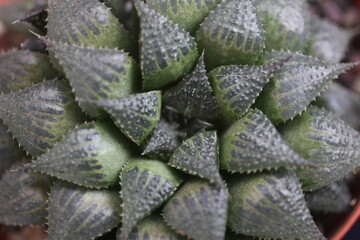 Haworthia miriabilis ssp. paradoxa