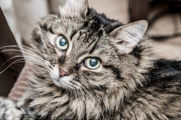 Fluffy cat of siberian breed
