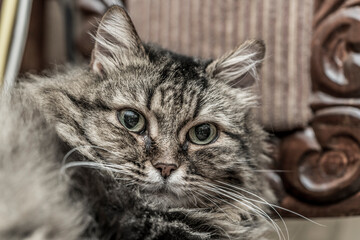 Fluffy cat of siberian breed
