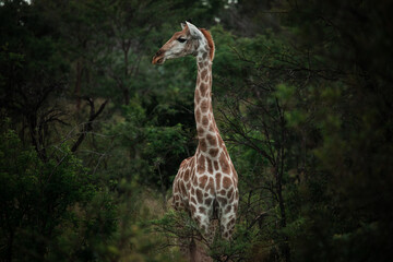 A juvenile giraffe looks sideways