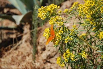 Mariposa sobre flores amarillas