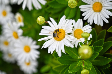 bee,  flowers, summer