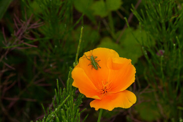 Grasshopper sitting on a California poppy III