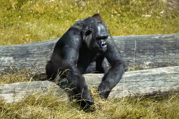 Fototapeta premium black gorilla in the reserve sitting on the grass