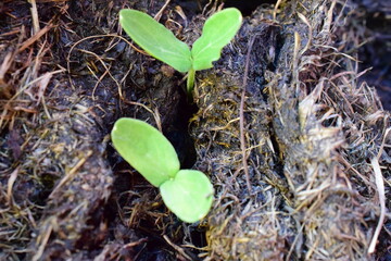 cucumbers in the dung bed