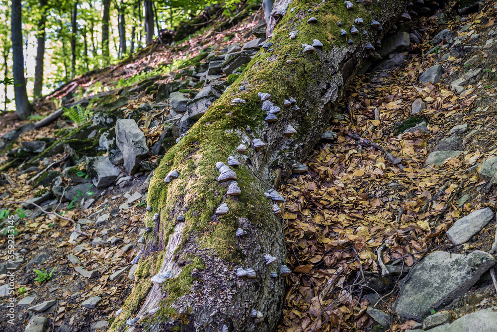 Wall mural Tree on a path to Tarnica peak in Bieszczady National Park in Bieszczady mountain range in Subcarpathian Voivodeship of Poland