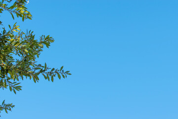 tree branch with green jagged leaves on the background of the blue sky.