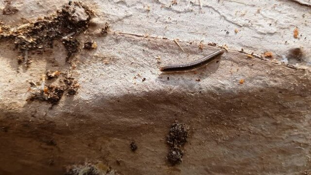 A centipede on a tree trunk