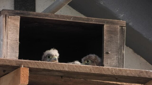 Turnfalken (Falco tinnunculus) am Nistkasten