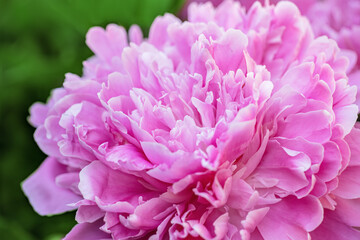 large pink peony close-up, pink flower blooms in the garden