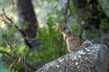 Rock Squirrel in southern Arizona.