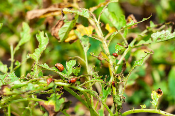 Colorado potato beetle larvae eat leaves on spoiled potato bush. Selective focus. Insect pests destroy the crop of vegetables.