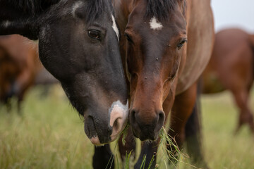 Pferde teilen sich das Gras