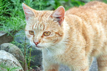 Fototapeta na wymiar ginger kitten in the garden