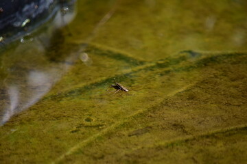 Paarung Wasserläufer