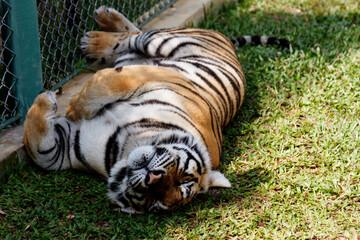 Cute siberian tiger cub lying on grass and sleeping. Tired tiger.