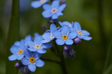 Myosotis Alps Switzerland family Boraginaceae forget me nots or scorpion grasses