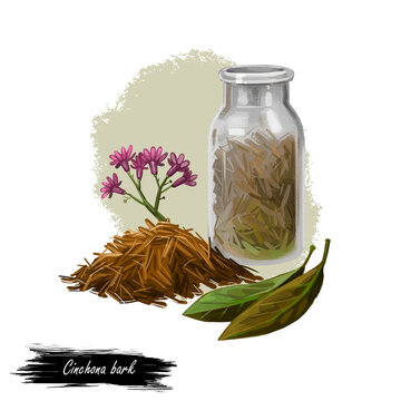 Cinchona bark digital art illustration. Blooming flowers and green leaves, bottle withdry herbs. Jesuits Bark, cinchona Peruvian Bark, China Bark, specific remedy for all forms of malaria, quinine.